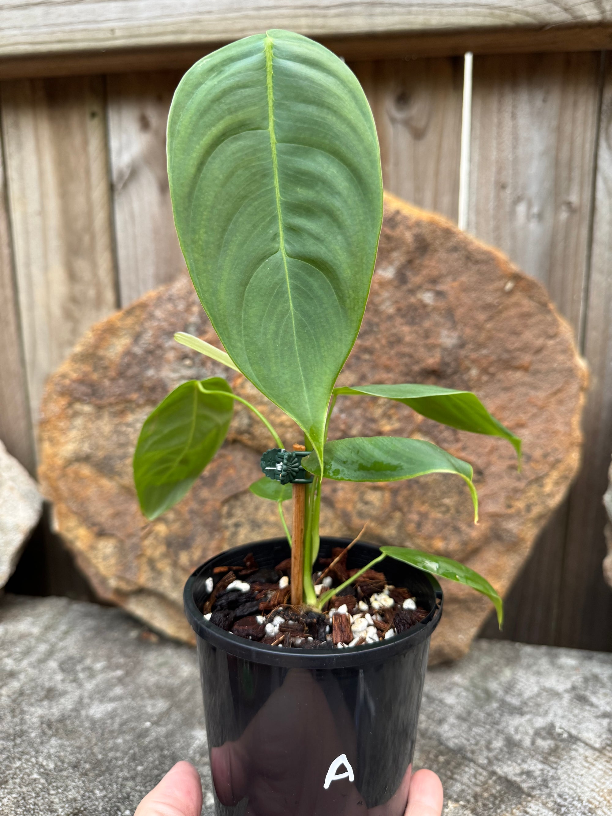 Philodendron sharoniae