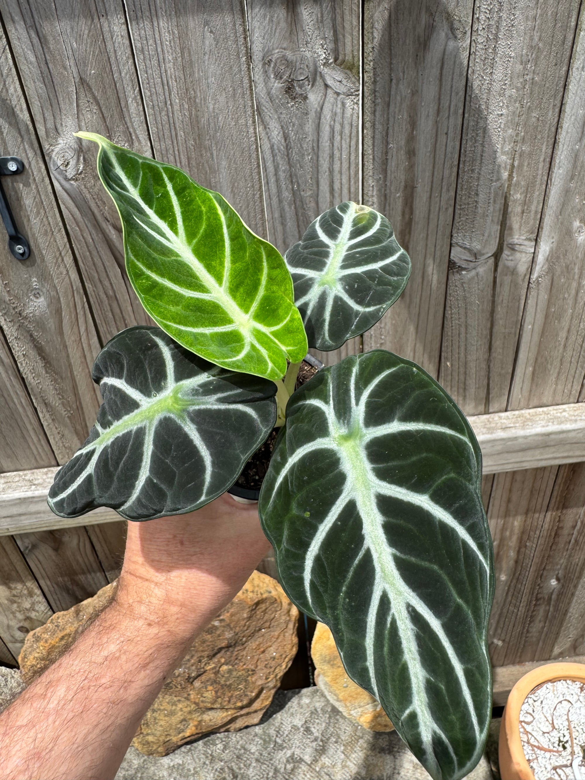 Alocasia 'Ninja'