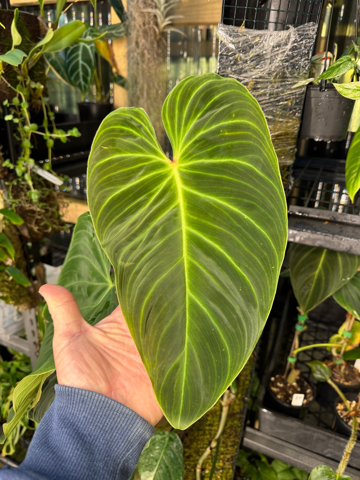 Philodendron ‘Splendid’ — Moss Pole Specimen