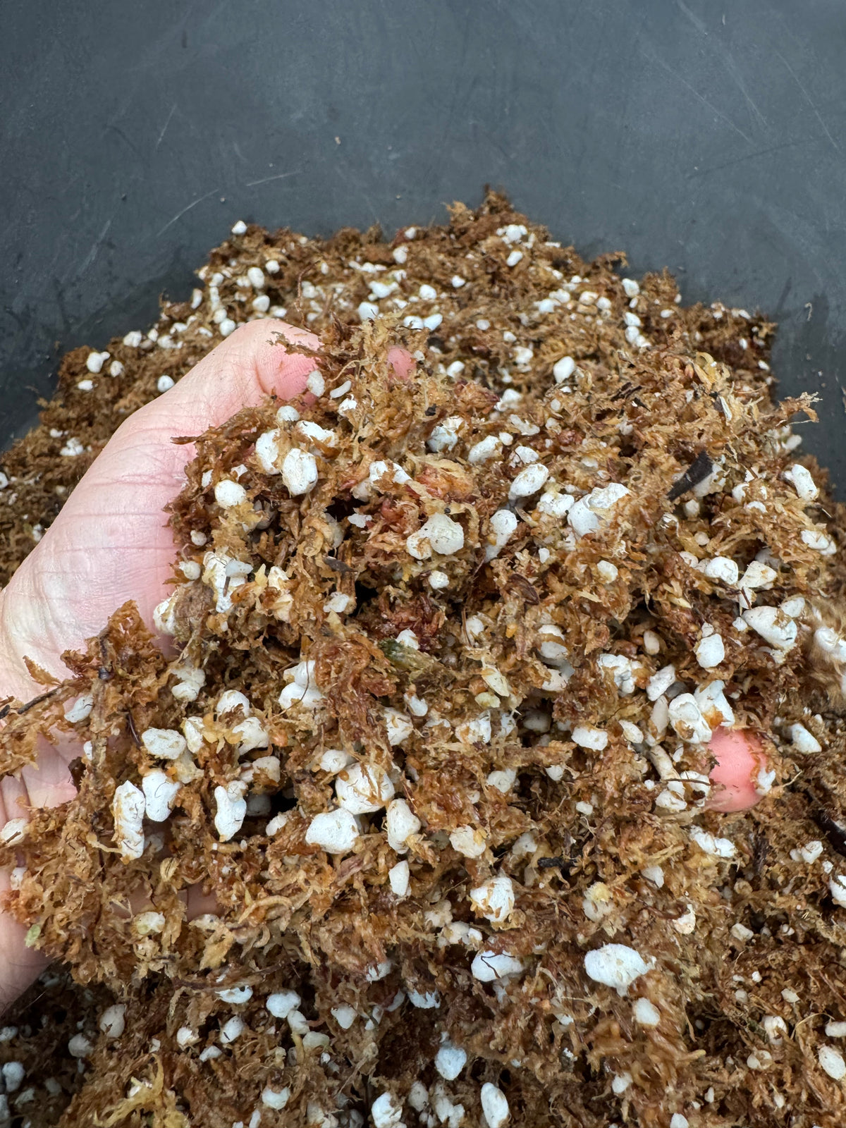 Sphagnum Propagation Mix