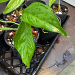 Monstera filamentosa