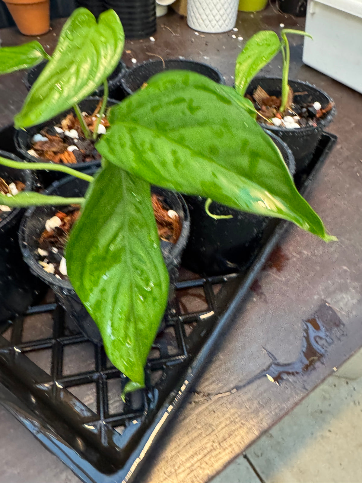 Monstera filamentosa