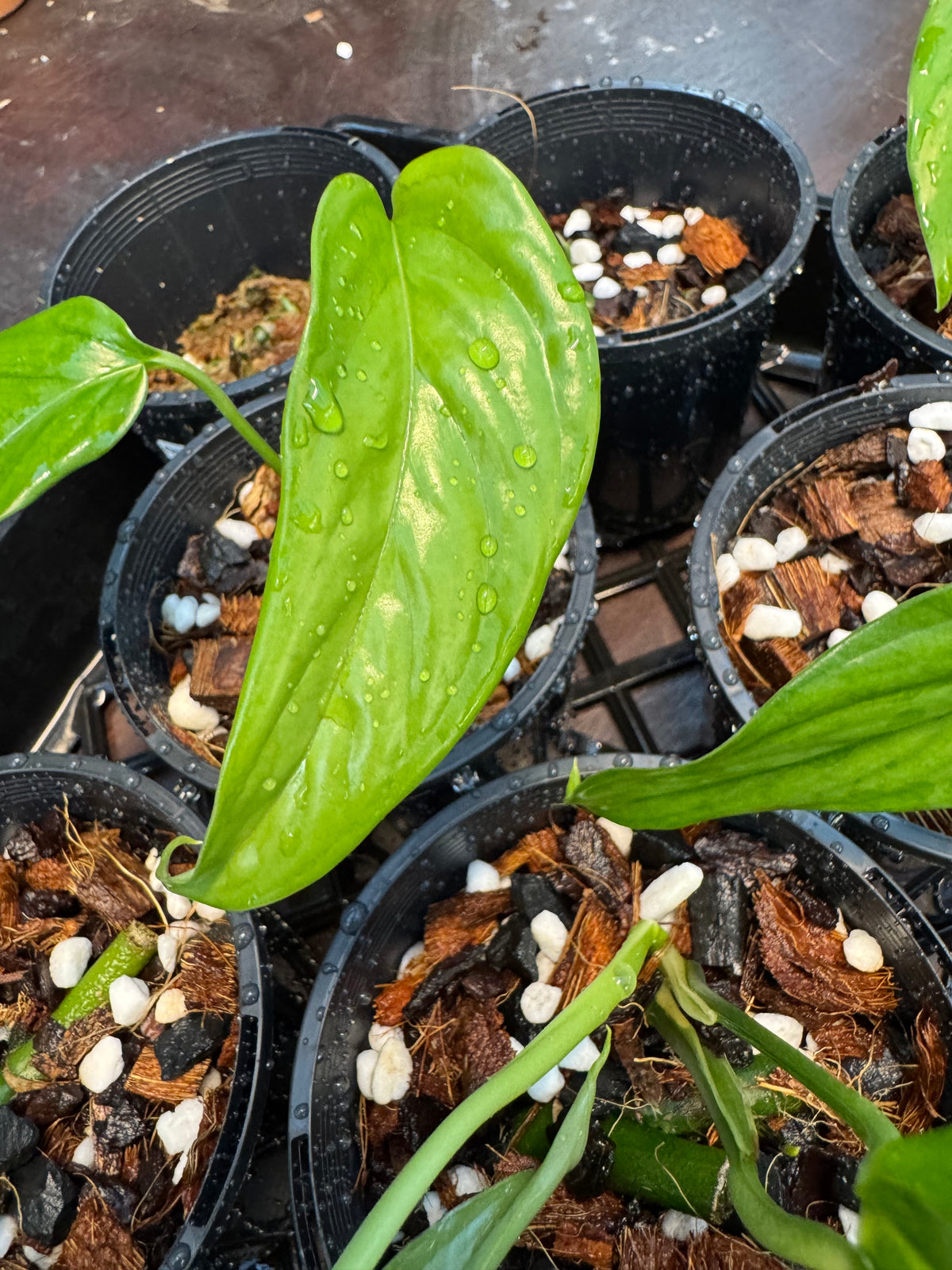 Monstera filamentosa