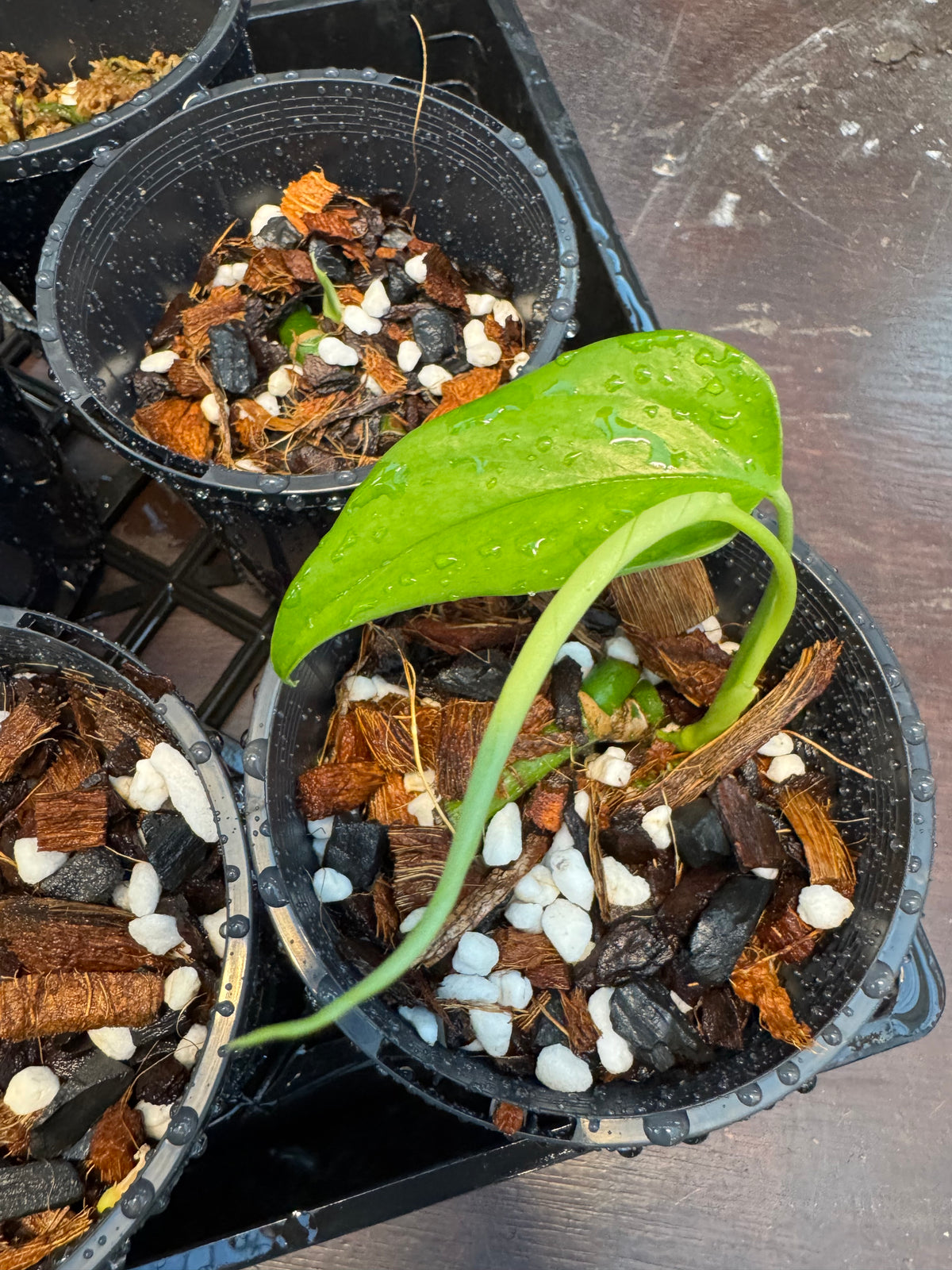 Monstera filamentosa