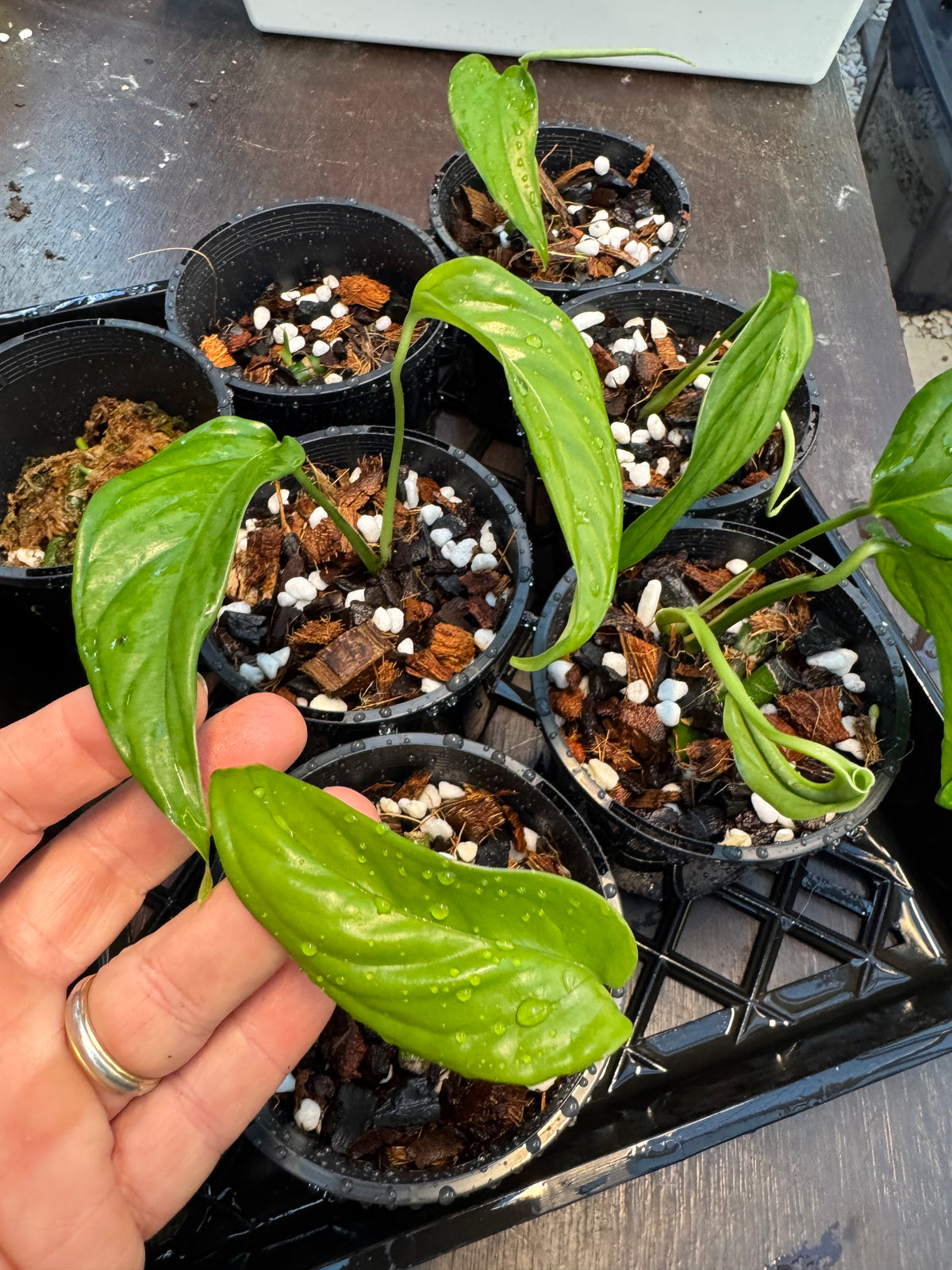 Monstera filamentosa