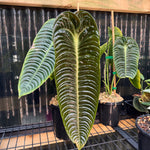 Anthurium veitchii — Narrow Form