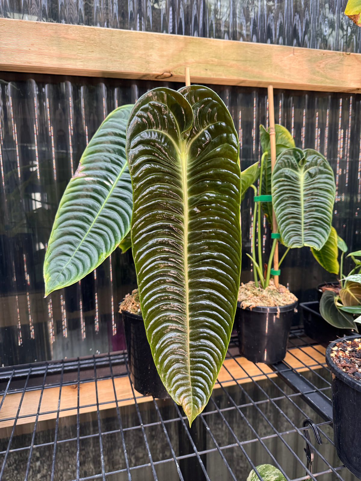 Anthurium veitchii — Narrow Form