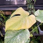 Monstera 'White Monster'