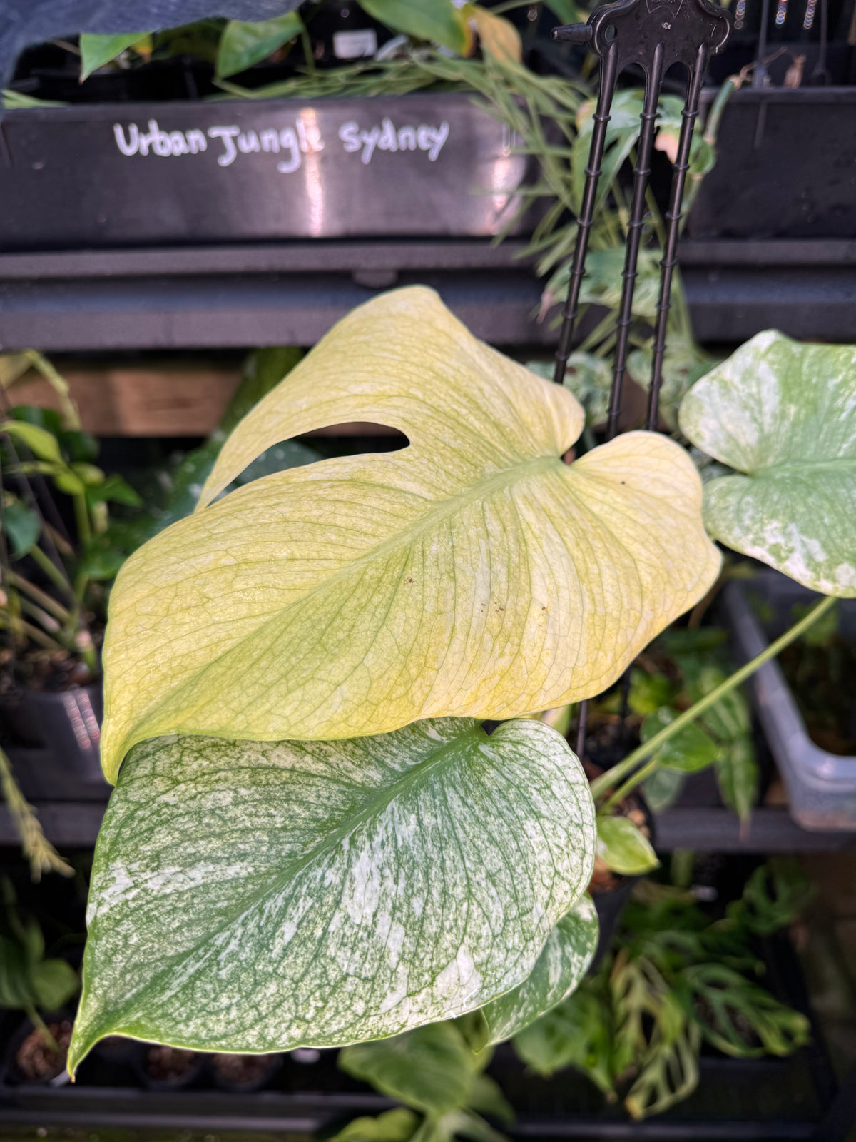 Monstera 'White Monster'