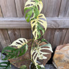 Monstera adansonii variegated