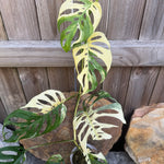 Monstera adansonii variegated