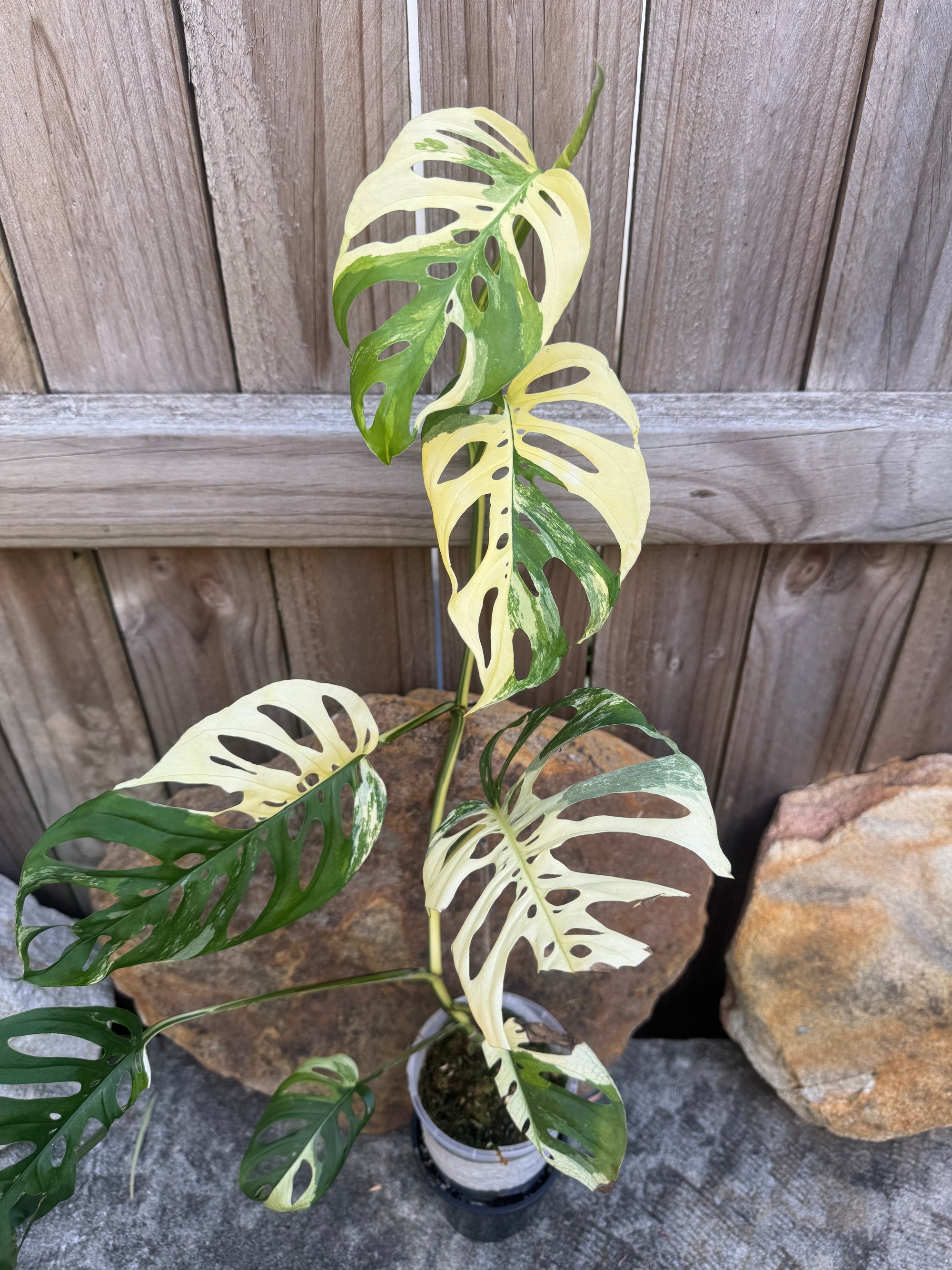 Monstera adansonii variegated