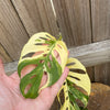 Monstera adansonii variegated