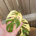 Monstera adansonii variegated