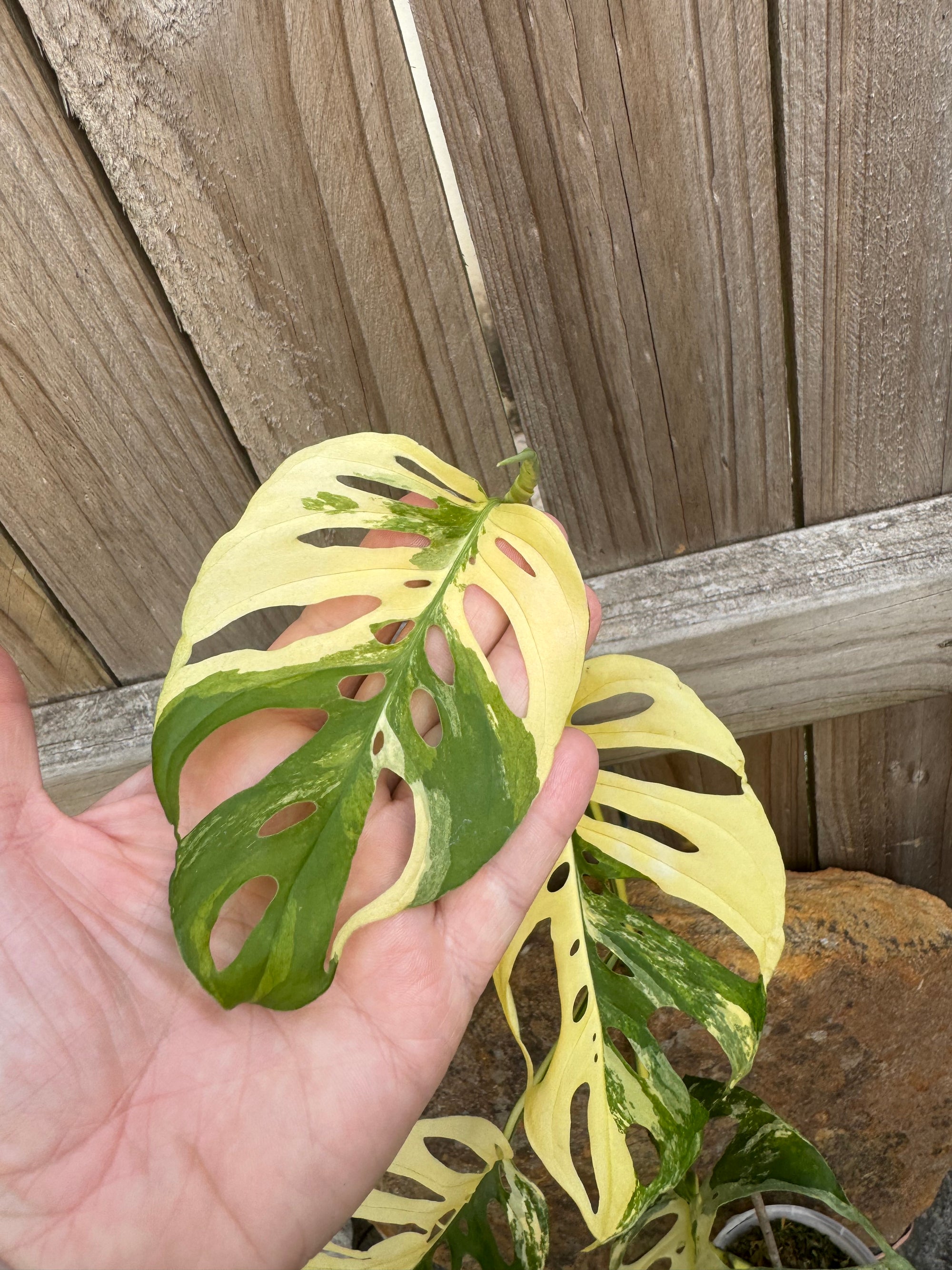 Monstera adansonii variegated