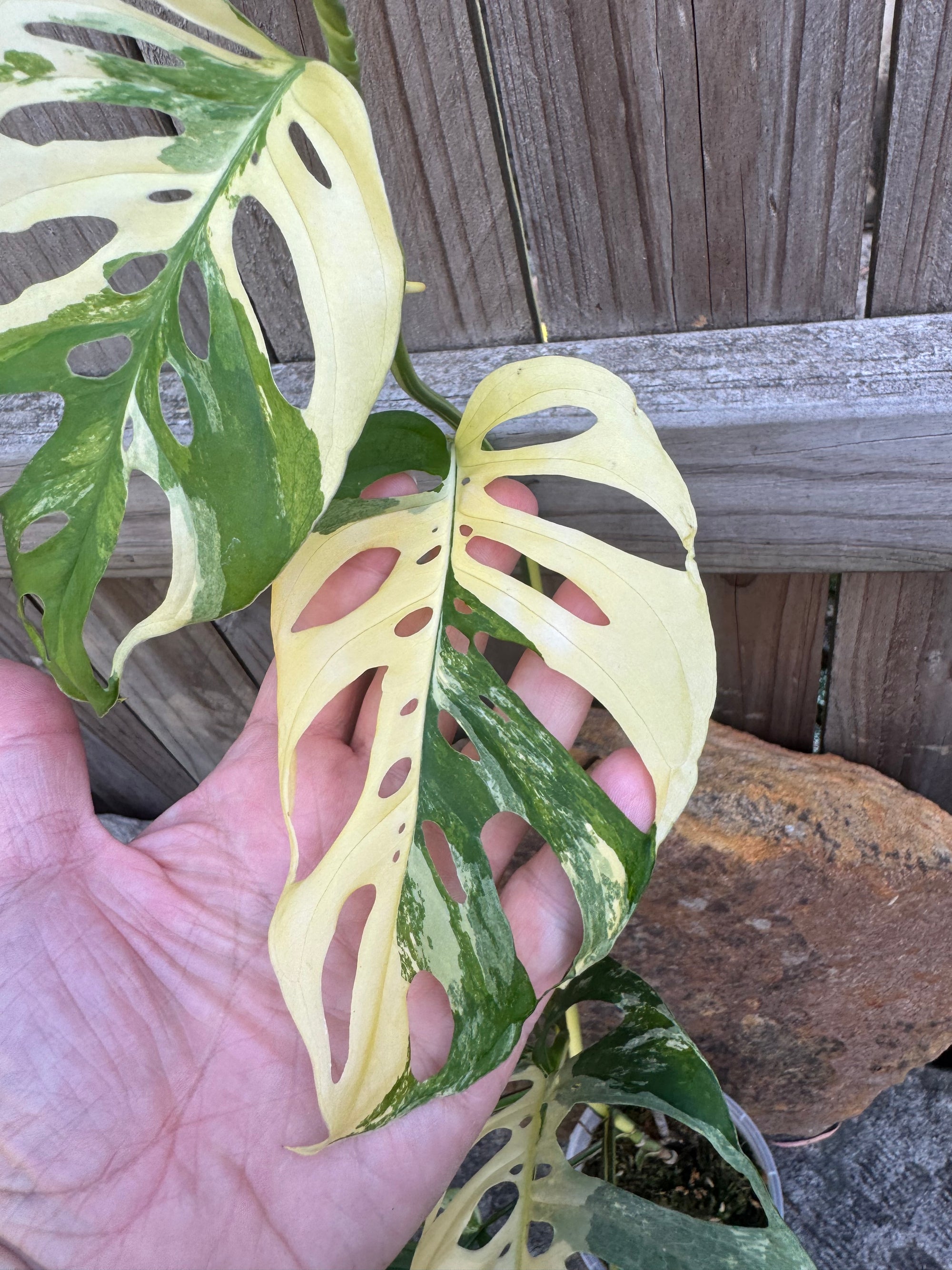 Monstera adansonii variegated