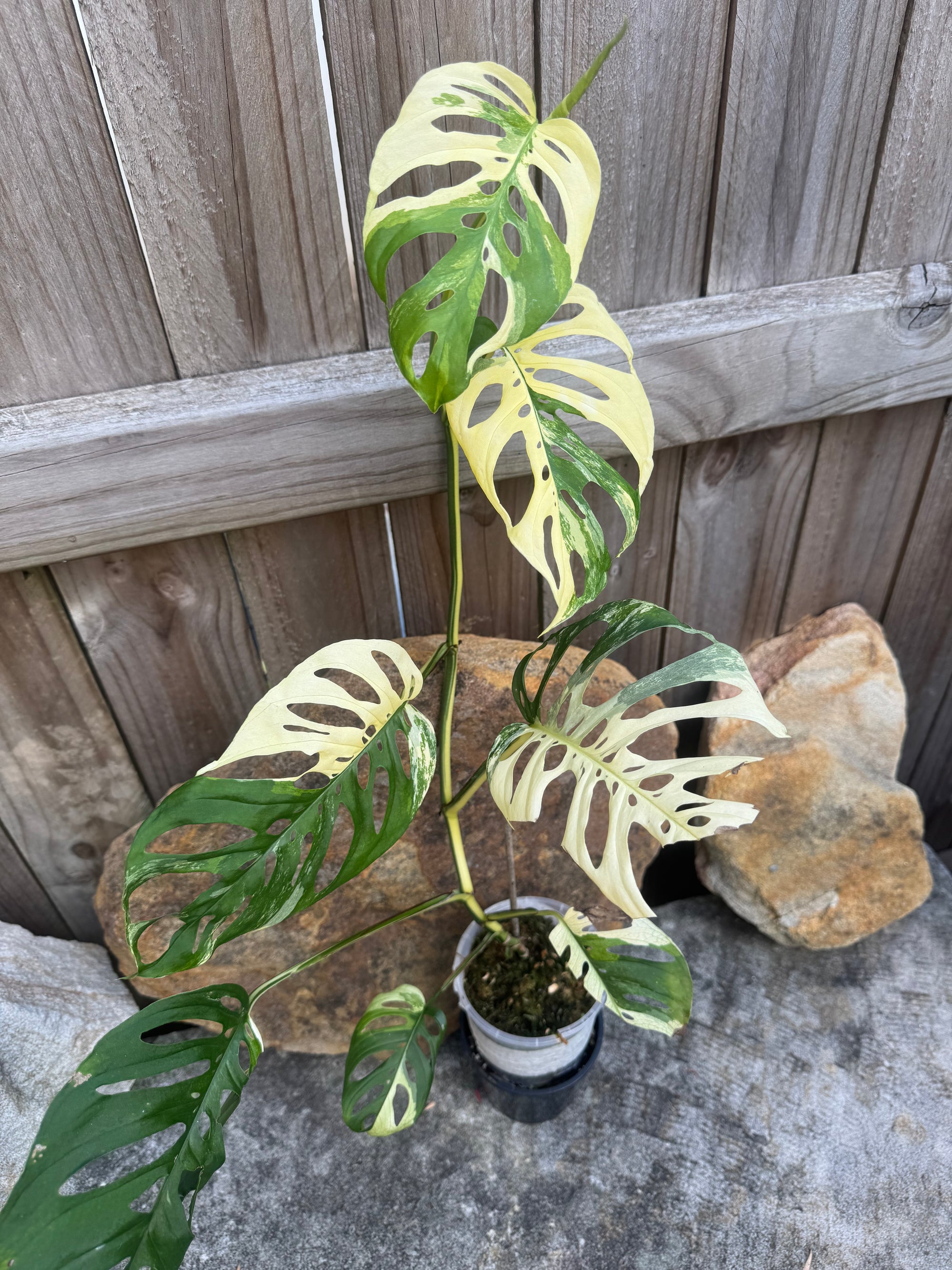 Monstera adansonii variegated