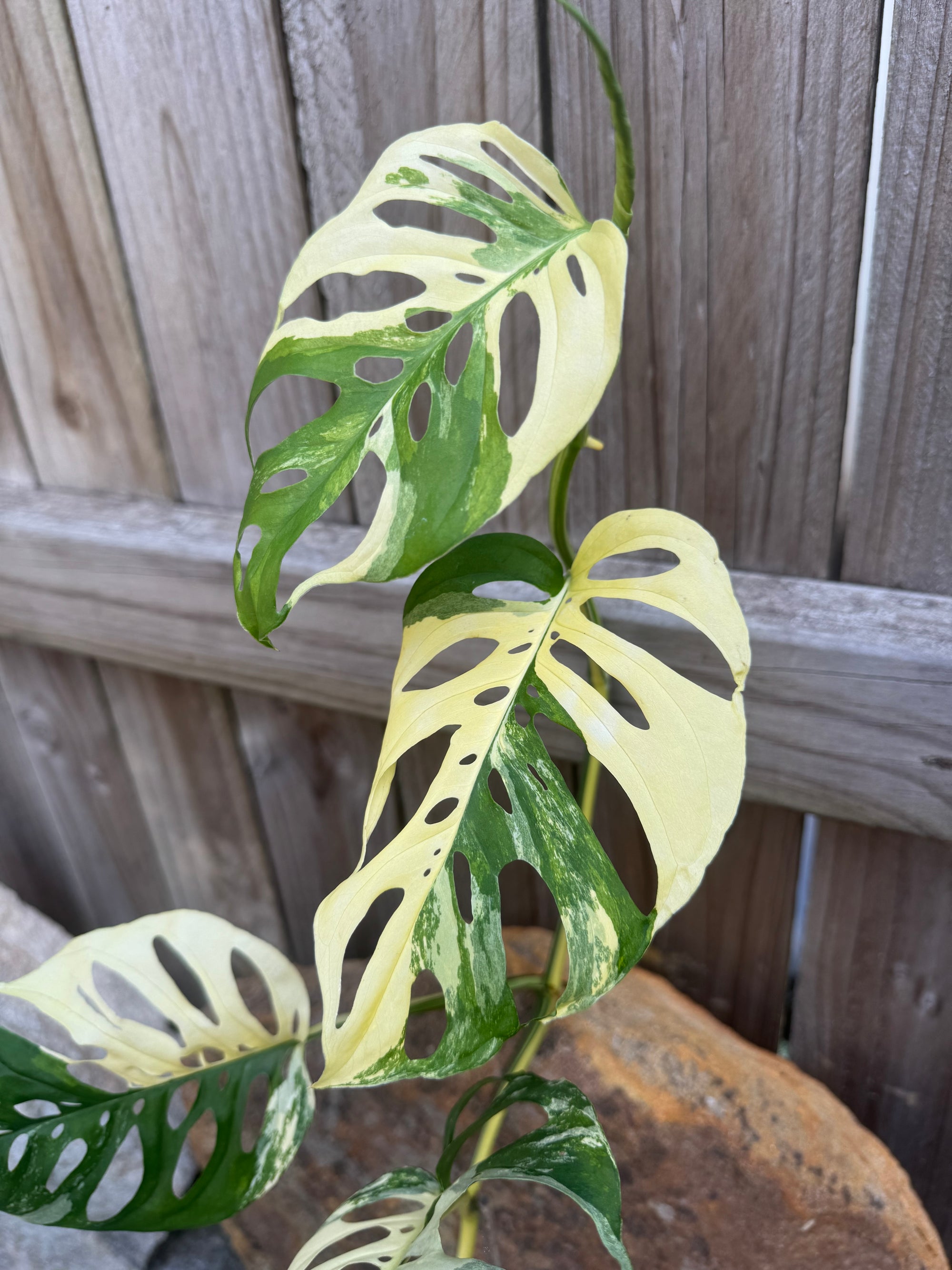 Monstera adansonii variegated