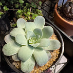 Aeonium Mountain Rose