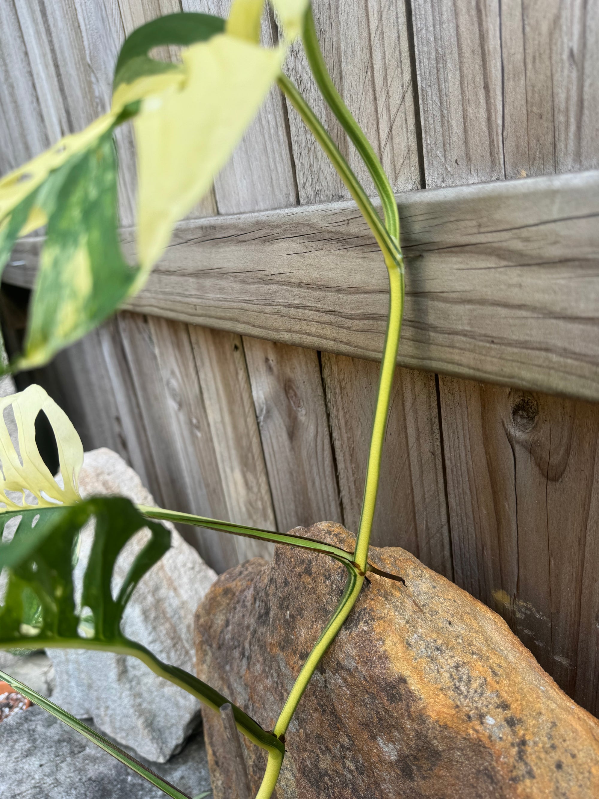 Monstera adansonii variegated