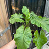 Alocasia ‘Low Rider’