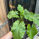 Alocasia ‘Low Rider’
