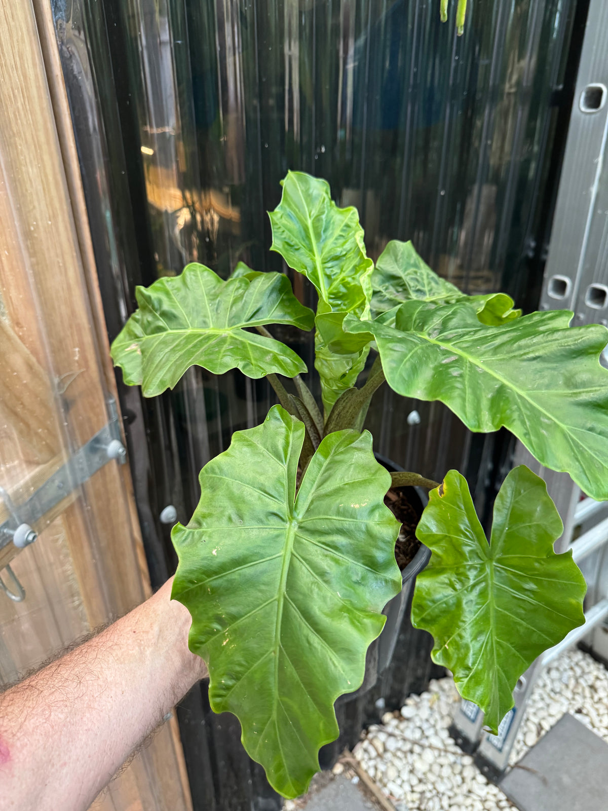 Alocasia ‘Low Rider’