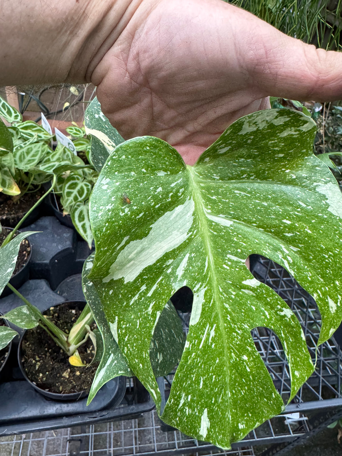 Monstera 'Thai Constellation'