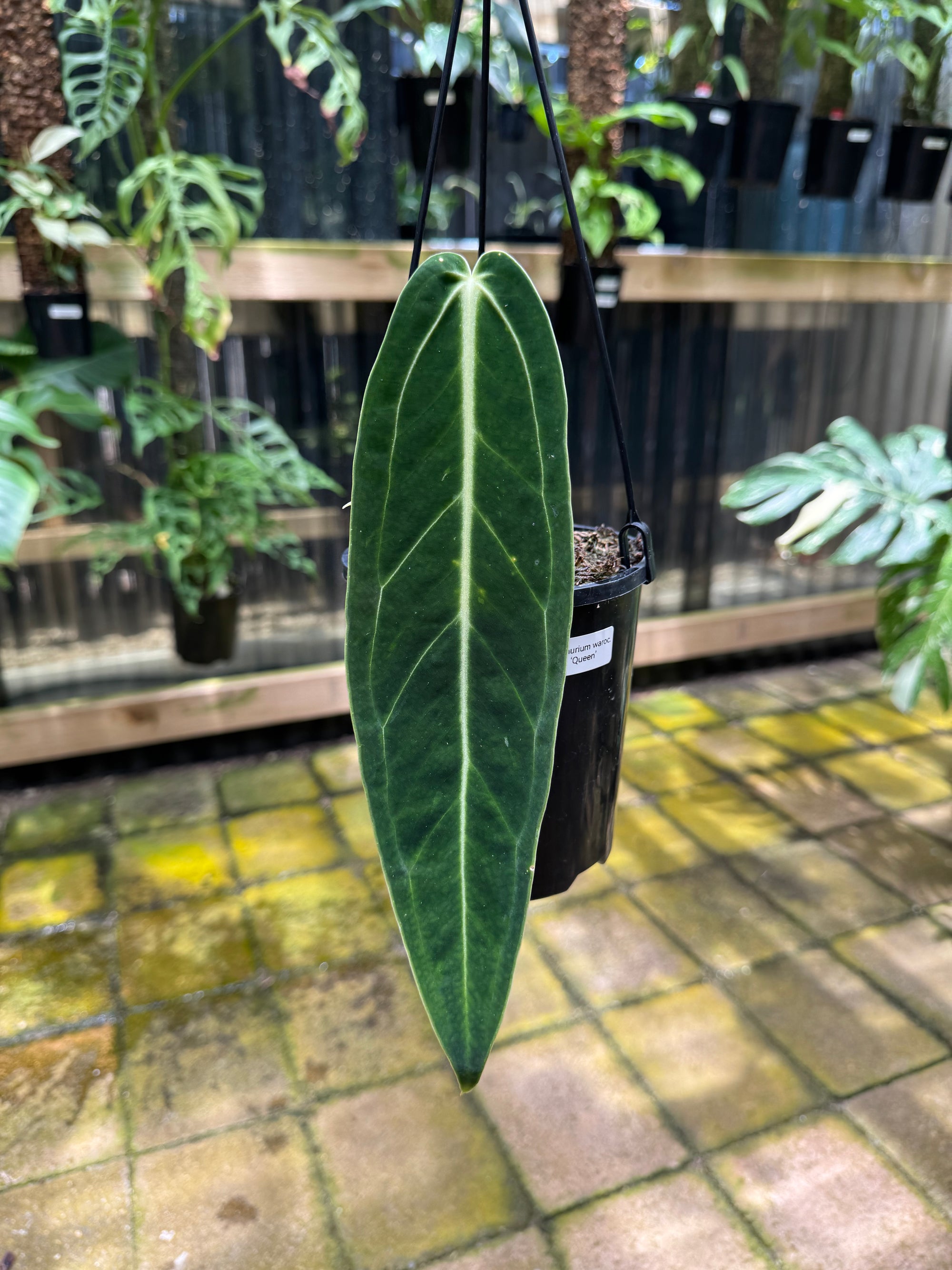 Anthurium warocqueanum 'QUEEN'