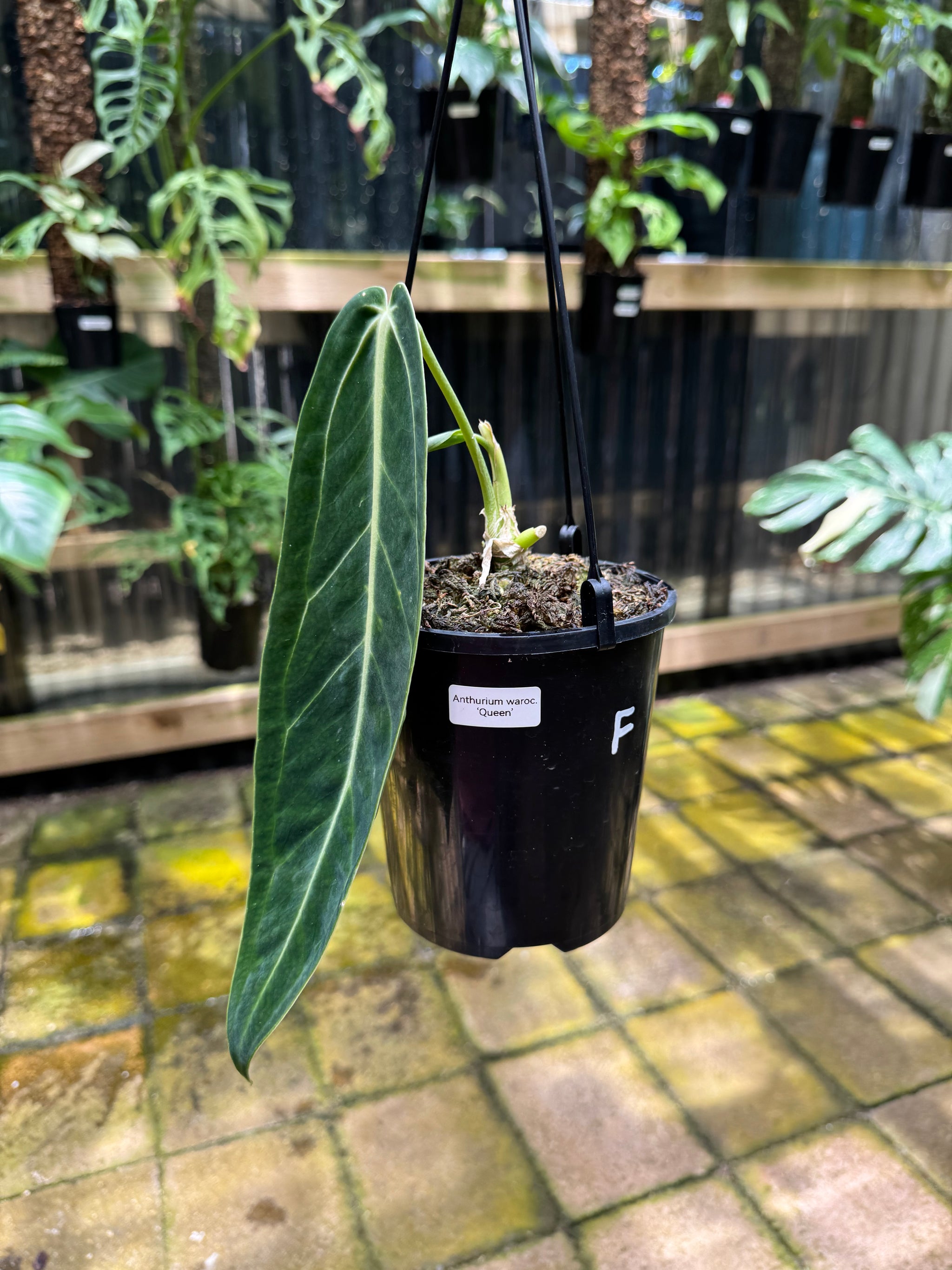 Anthurium warocqueanum 'QUEEN'