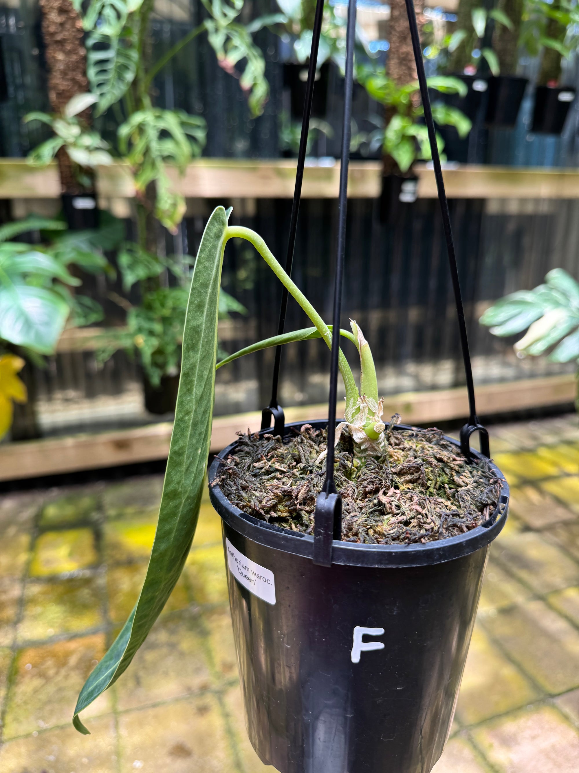 Anthurium warocqueanum 'QUEEN'