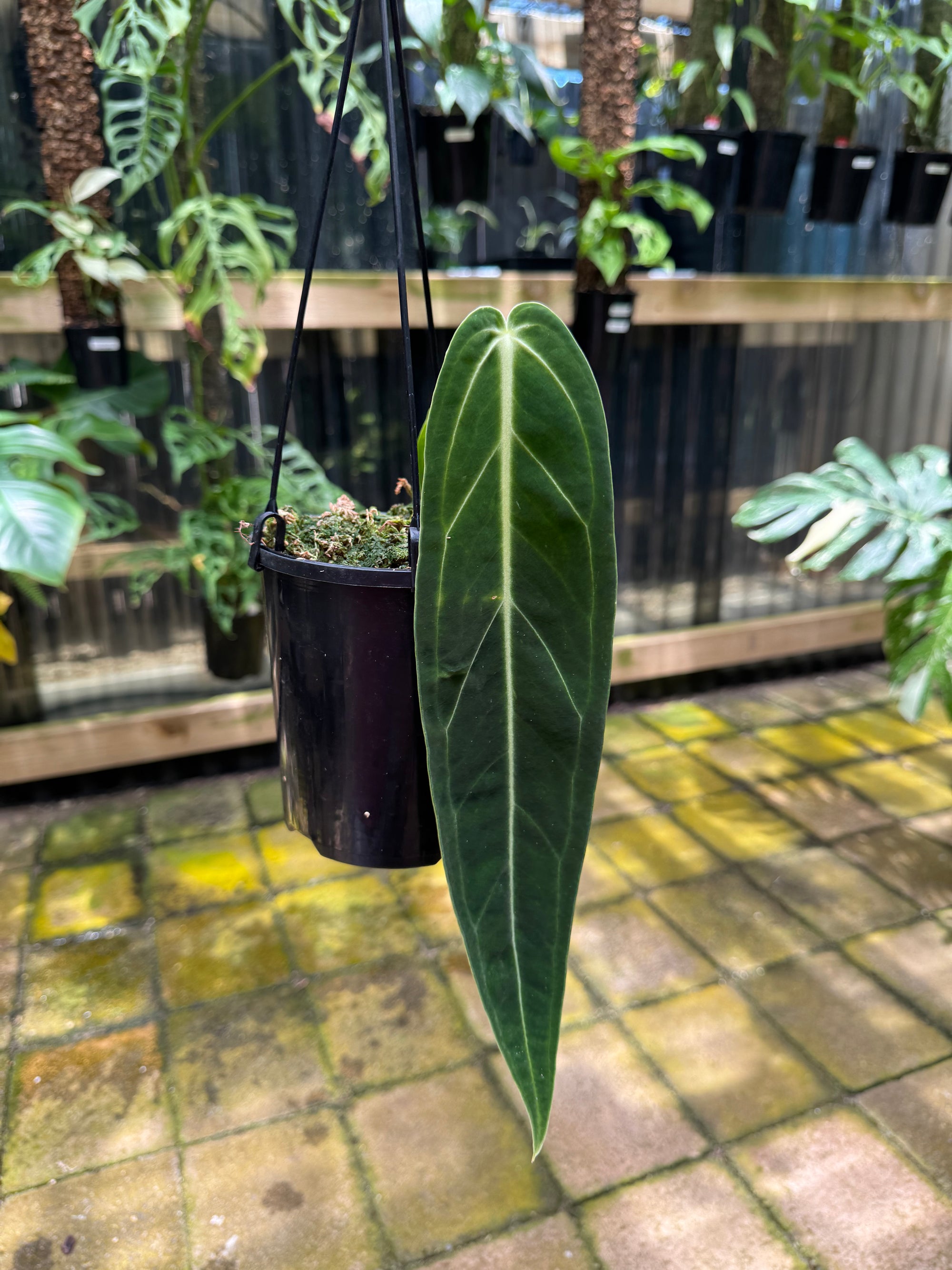 Anthurium warocqueanum 'QUEEN'