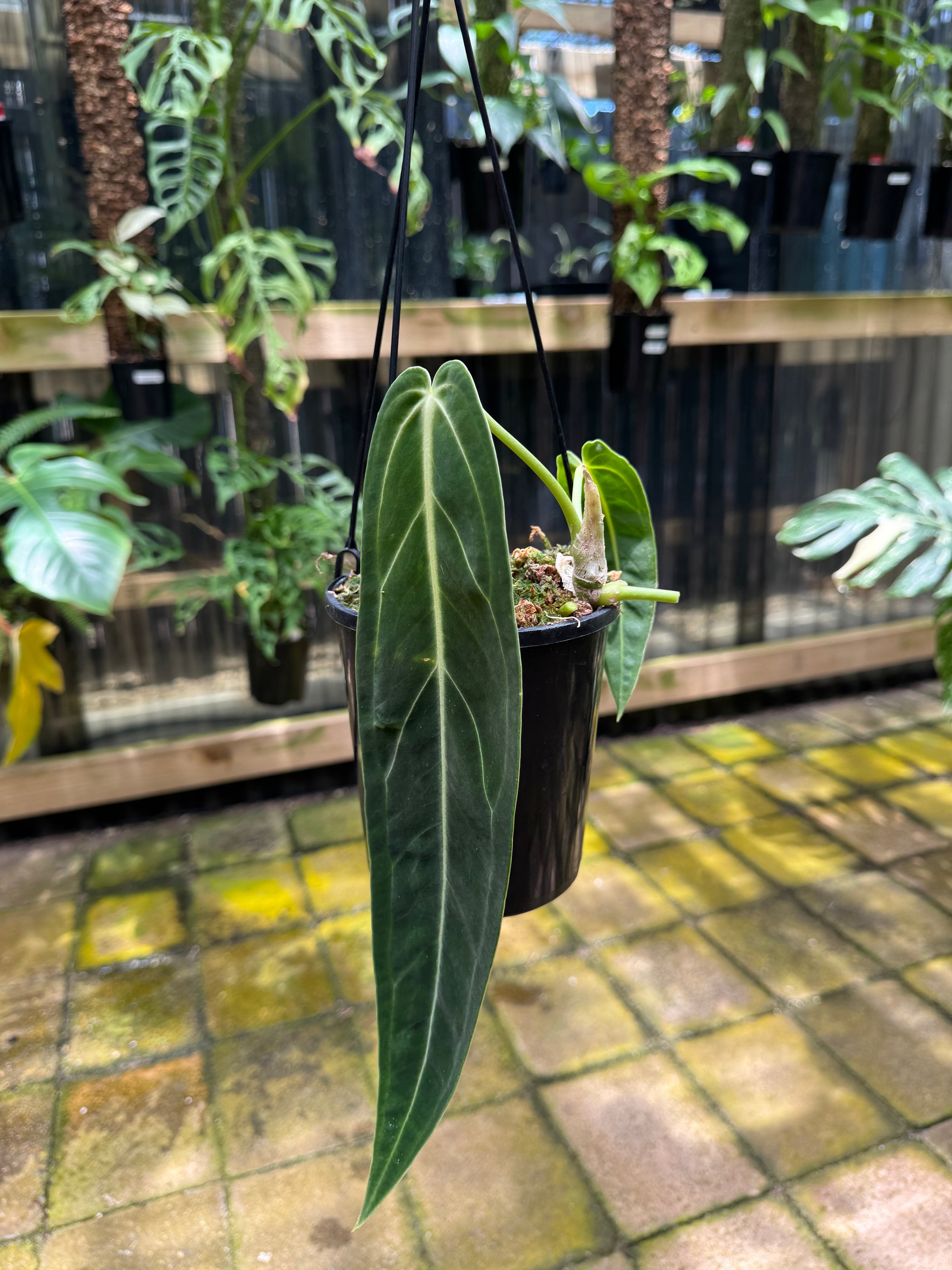 Anthurium warocqueanum 'QUEEN'