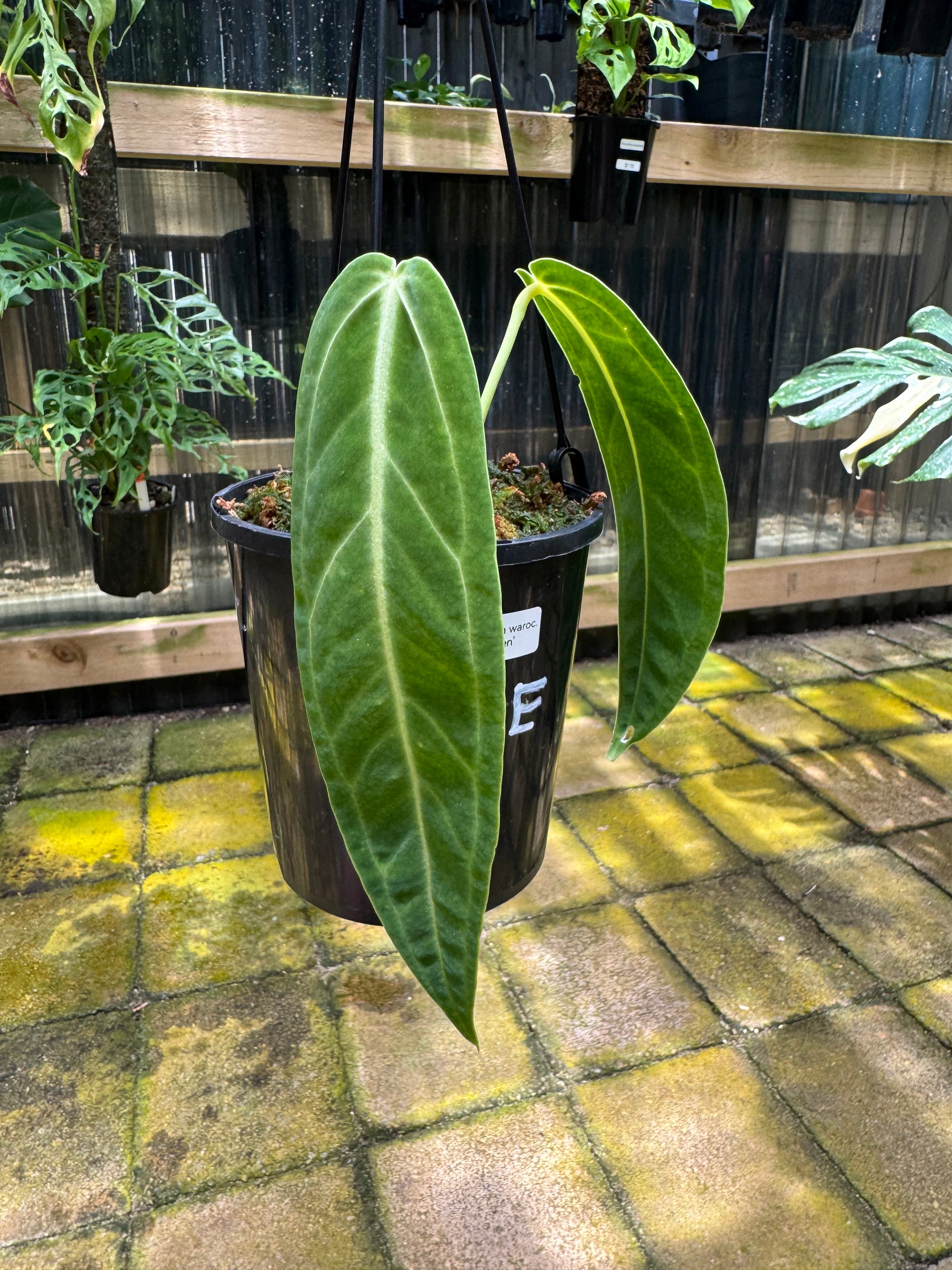 Anthurium warocqueanum 'QUEEN'