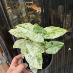 Alocasia ‘Batik’