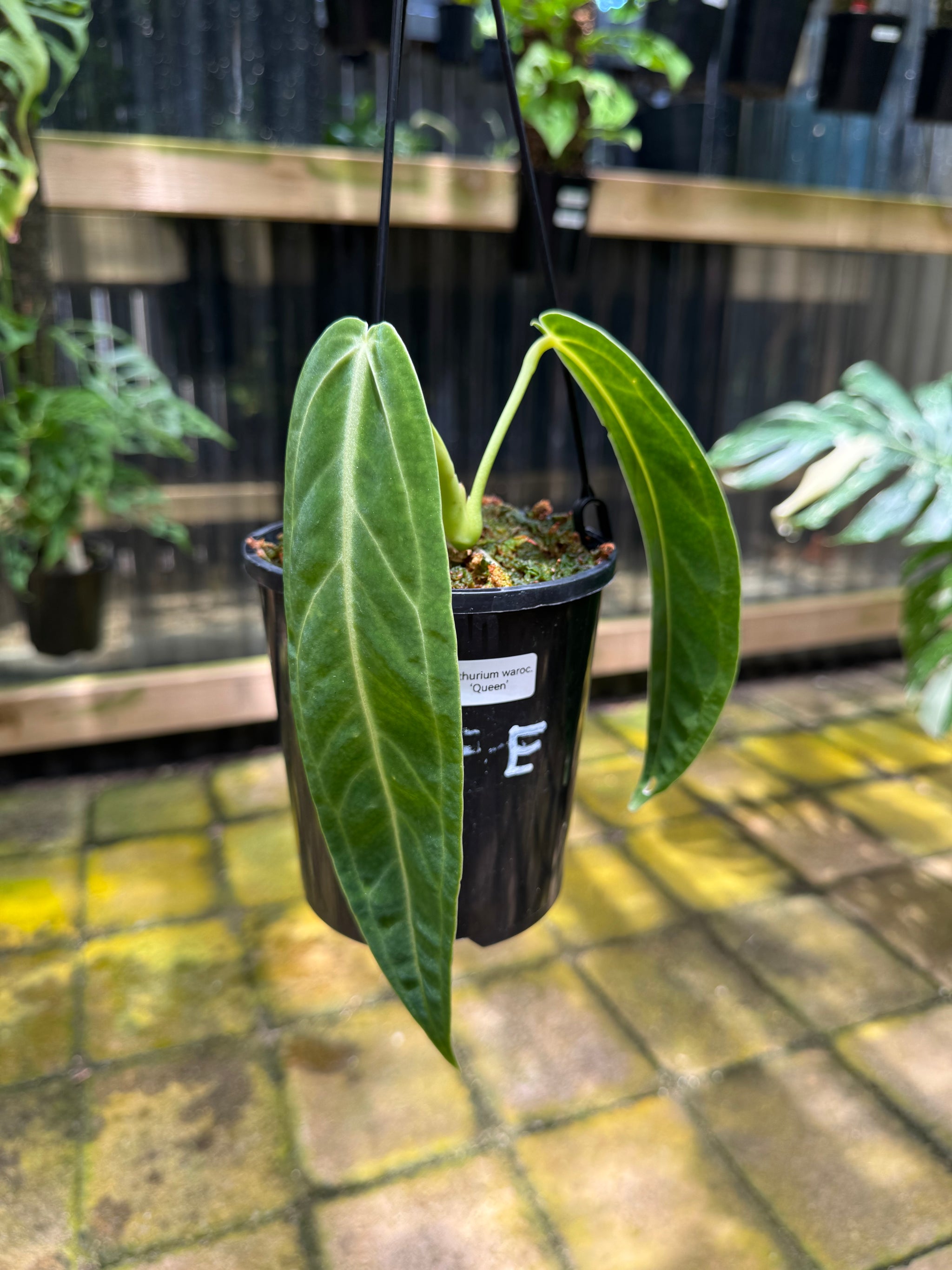 Anthurium warocqueanum 'QUEEN'