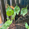Alocasia ‘Stingray’