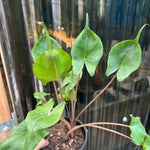 Alocasia ‘Stingray’