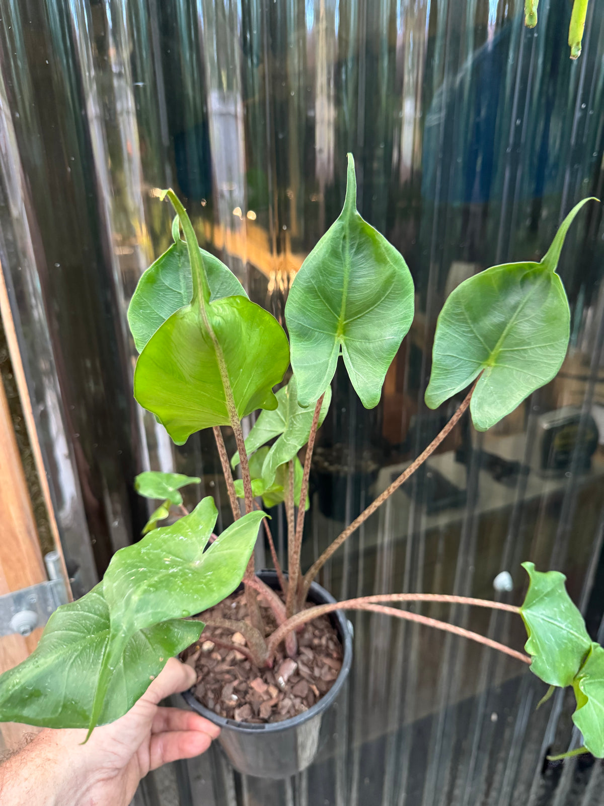 Alocasia ‘Stingray’