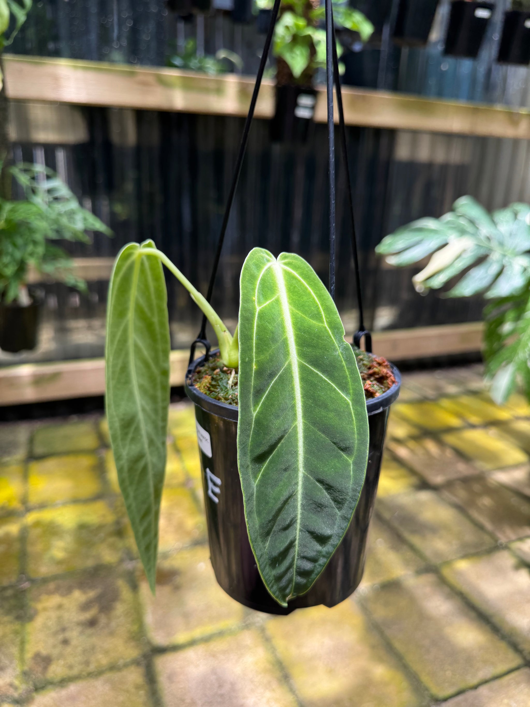 Anthurium warocqueanum 'QUEEN'