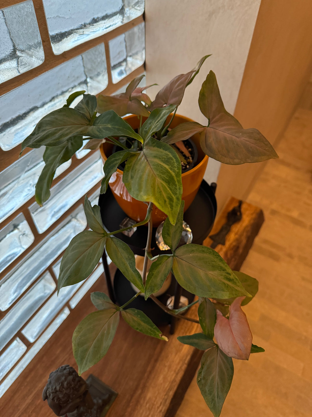 Syngonium 'Pink Passion'