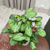 Syngonium 'Pixie'