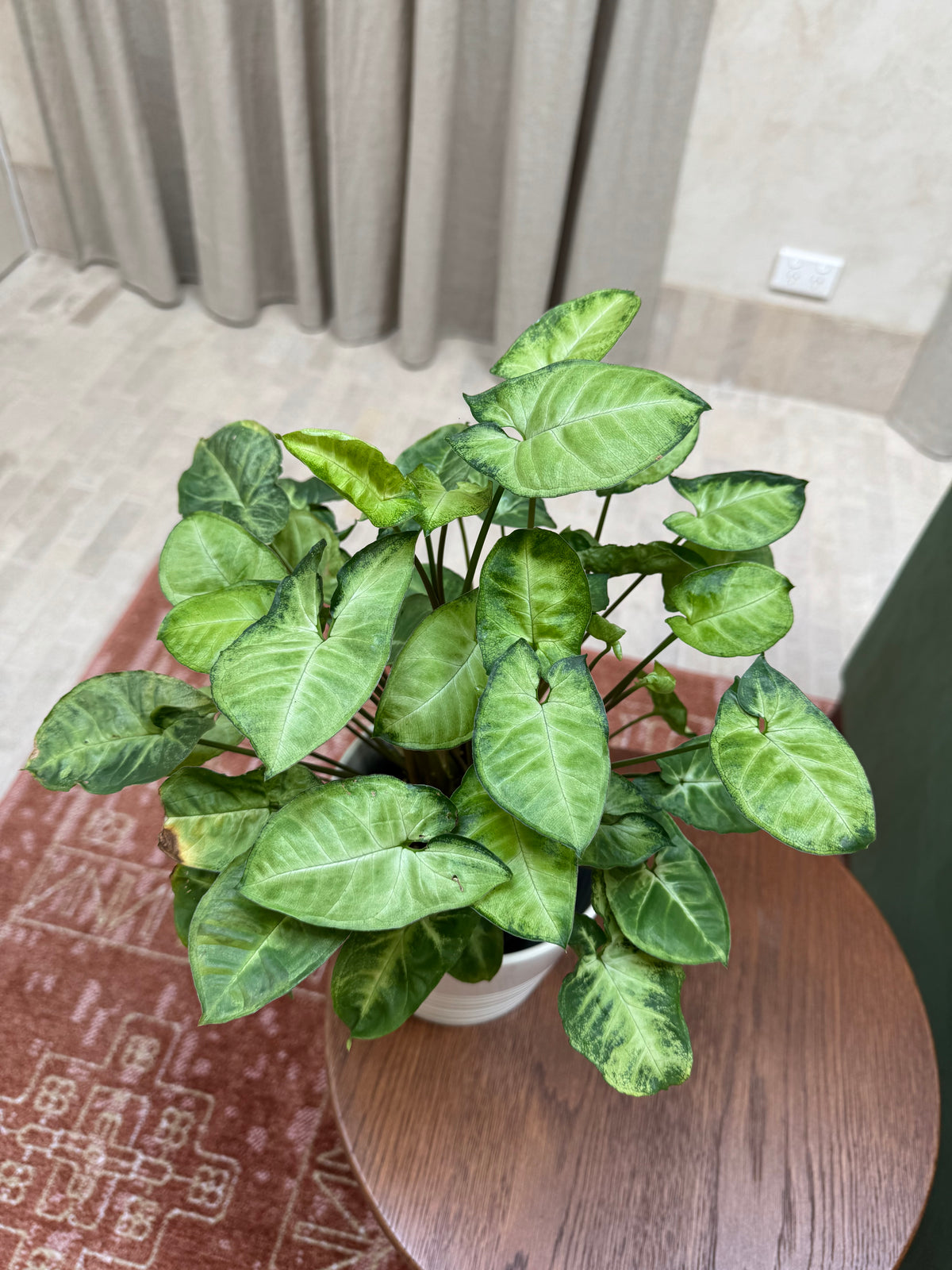 Syngonium 'Pixie'