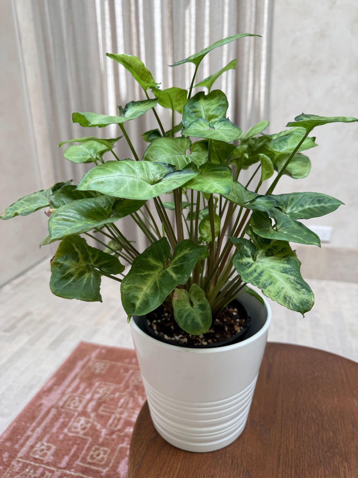 Syngonium 'Pixie'