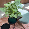 Syngonium 'Confetti'