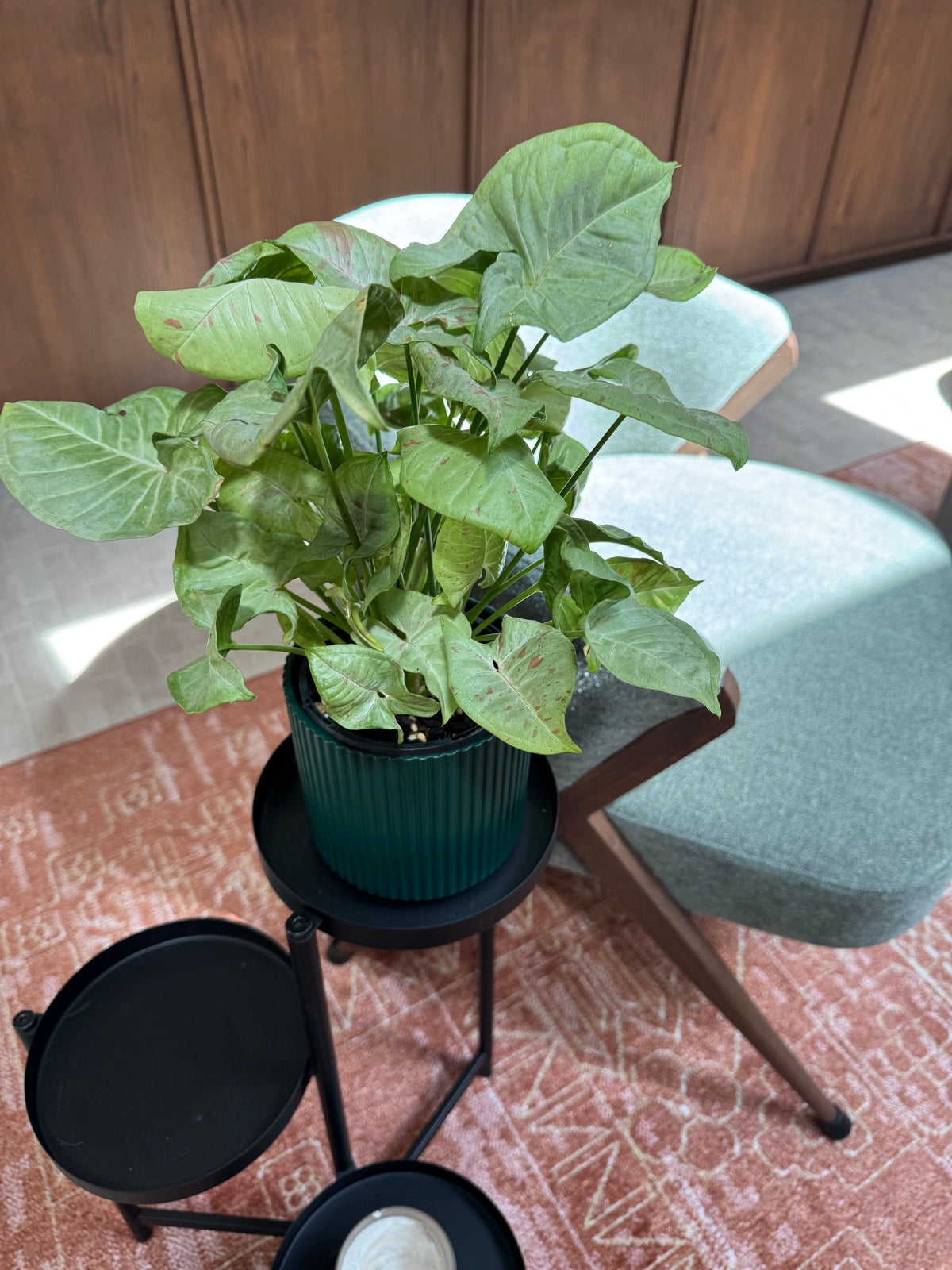 Syngonium 'Confetti'