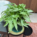 Syngonium 'Silver Fox'
