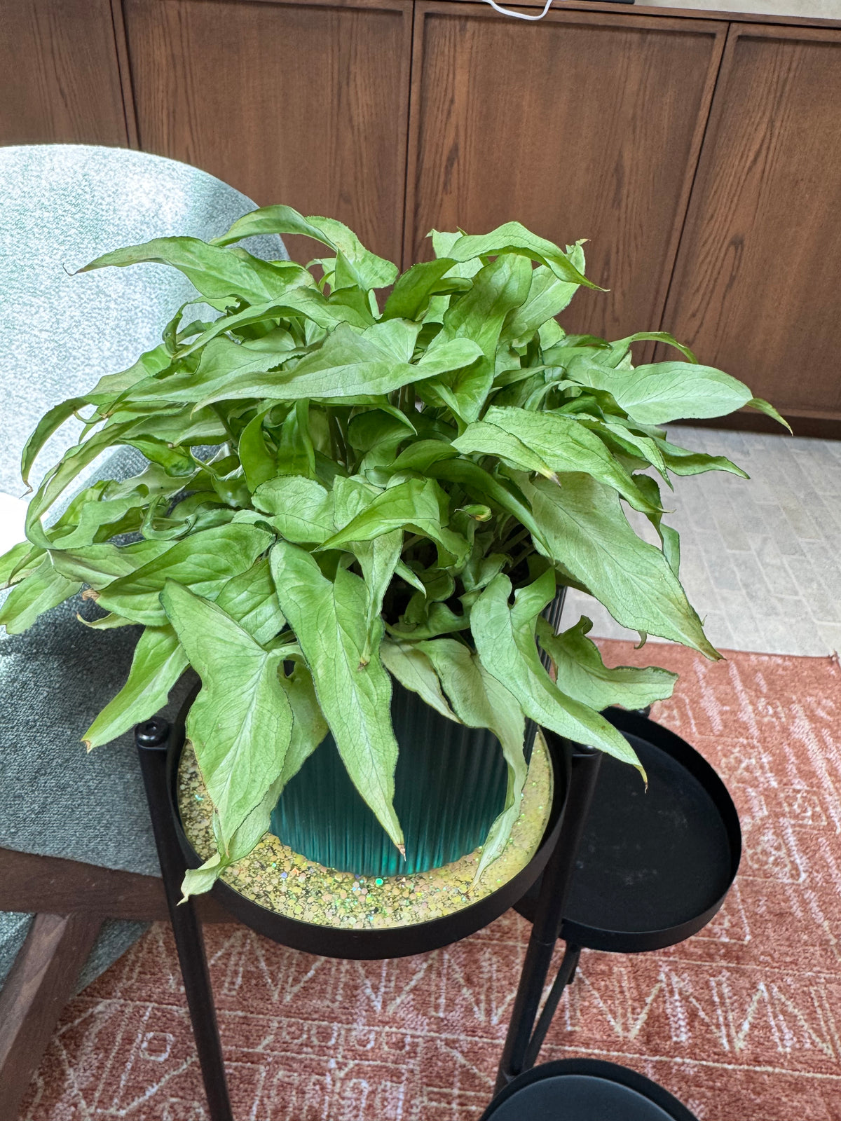 Syngonium 'Silver Fox'