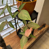 Syngonium 'Pink Passion'