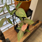 Syngonium 'Pink Passion'